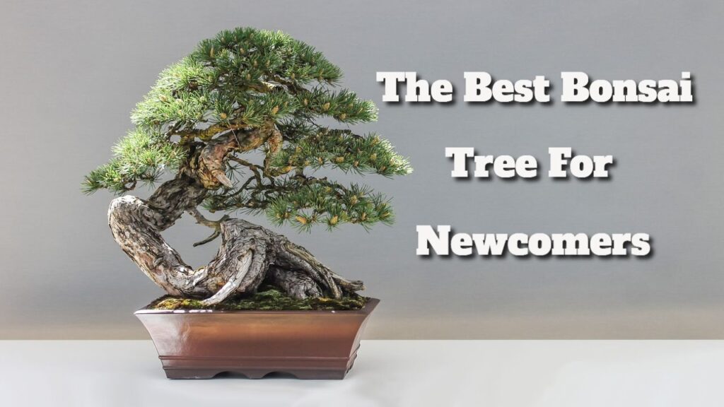 the best bonsai tree for beginners